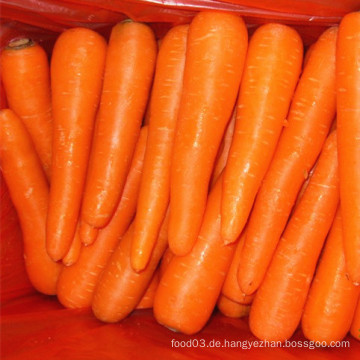 Shandong frische Karotte neue Ernte